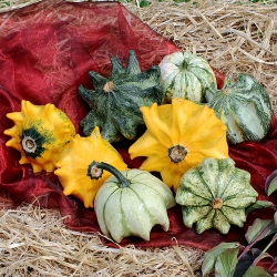 Dynia Crown MIX   250 N